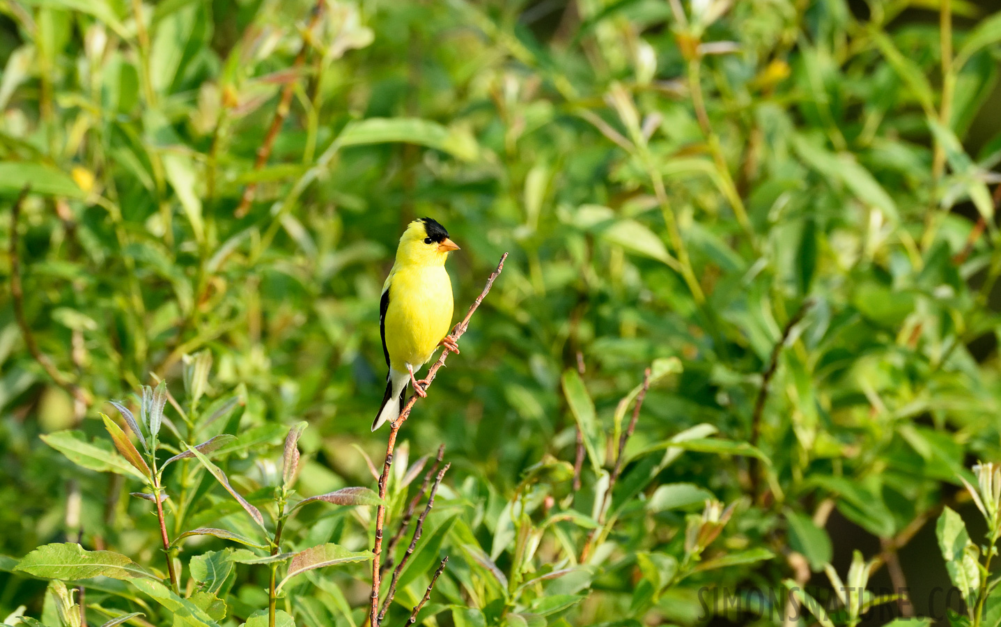 Spinus tristis tristis [400 mm, 1/800 sec at f / 7.1, ISO 1000]